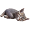Sleeping cat