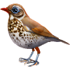Grive oiseau