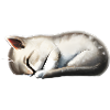 Sleeping cat