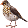 Grive oiseau