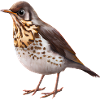Grive oiseau