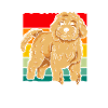 Cockapoo Chien