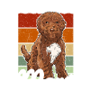 Cockapoo