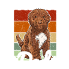 Cockapoo