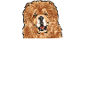 Chow Chow Dog