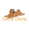 Chow Chow Dog