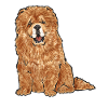 Chow Chow Dog