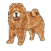 Chow Chow Dog