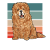 Chow Chow Dog