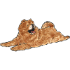 Chow Chow Dog