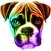 Boxer Dog