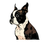 Boston Terrier