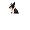 Boston Terrier Dog Heartbeat