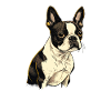boston terrier