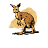 Kangaroo comic cartoon style