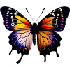 Mehrfarbiger Schmetterling