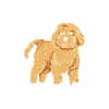 Chien Cockapoo