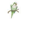 Blue Quaker Parrot Mom