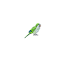 Blue Quaker Parrot Mom