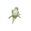 Blue Quaker Parrot Maman