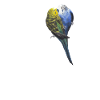 Blue Quaker Parrot Maman