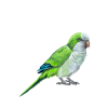 Blue Quaker Parrot Maman