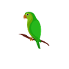Blue Quaker Parrot Mom