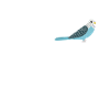 Blue Quaker Parrot Maman