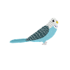 Blue Quaker Parrot Maman