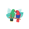 Blue Quaker Parrot Maman