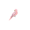 Blue Quaker Parrot Maman