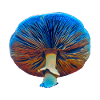 Blue Magic Mushroom