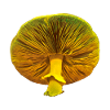 Yellow Mushroom