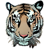 Tiger Illustration