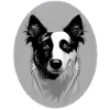 Border Collie black-white oval
