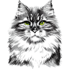 Siberian Cat