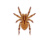 Drawing of a Nosferatu spider
