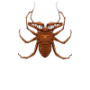 Drawing of a flagellum spider