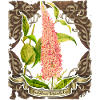 Old botanical illustration butterfly lilac