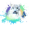 schneeleopard,katze,leopard, jaguar,bunt