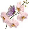 Bunter Schmetterling