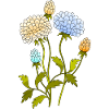 Fleur