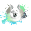 White Shepherd ,Dog,White,Dog,Husky,Wolf
