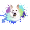 White Shepherd ,Dog,White,Dog,Husky,Wolf