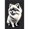 Pomeranian "Black & white"