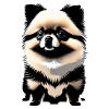 Pomeranian "Black"