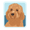 Cavapoo hunde Cavoodle hund ejer gave