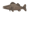 Walleye Fishing Angler