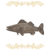 Walleye Fishing Angler