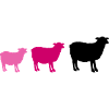 sheep family